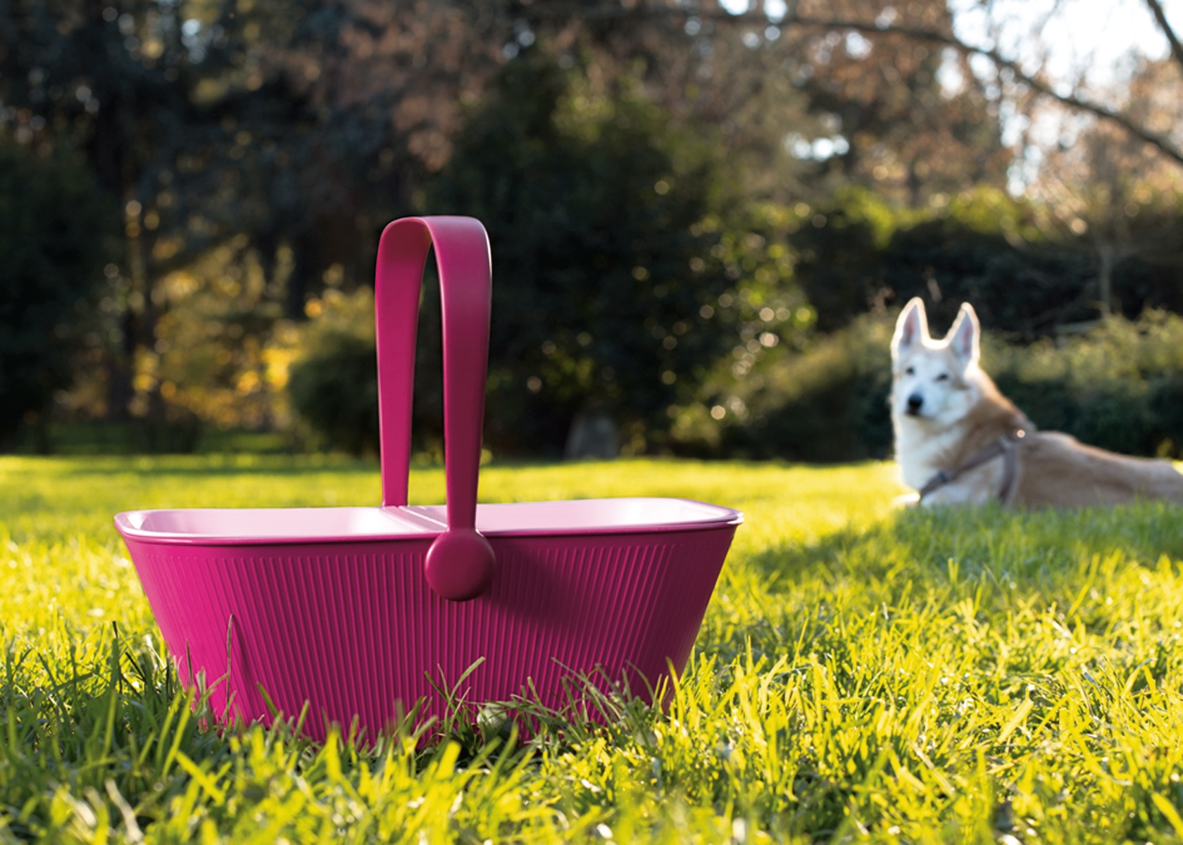 Pet-Nic